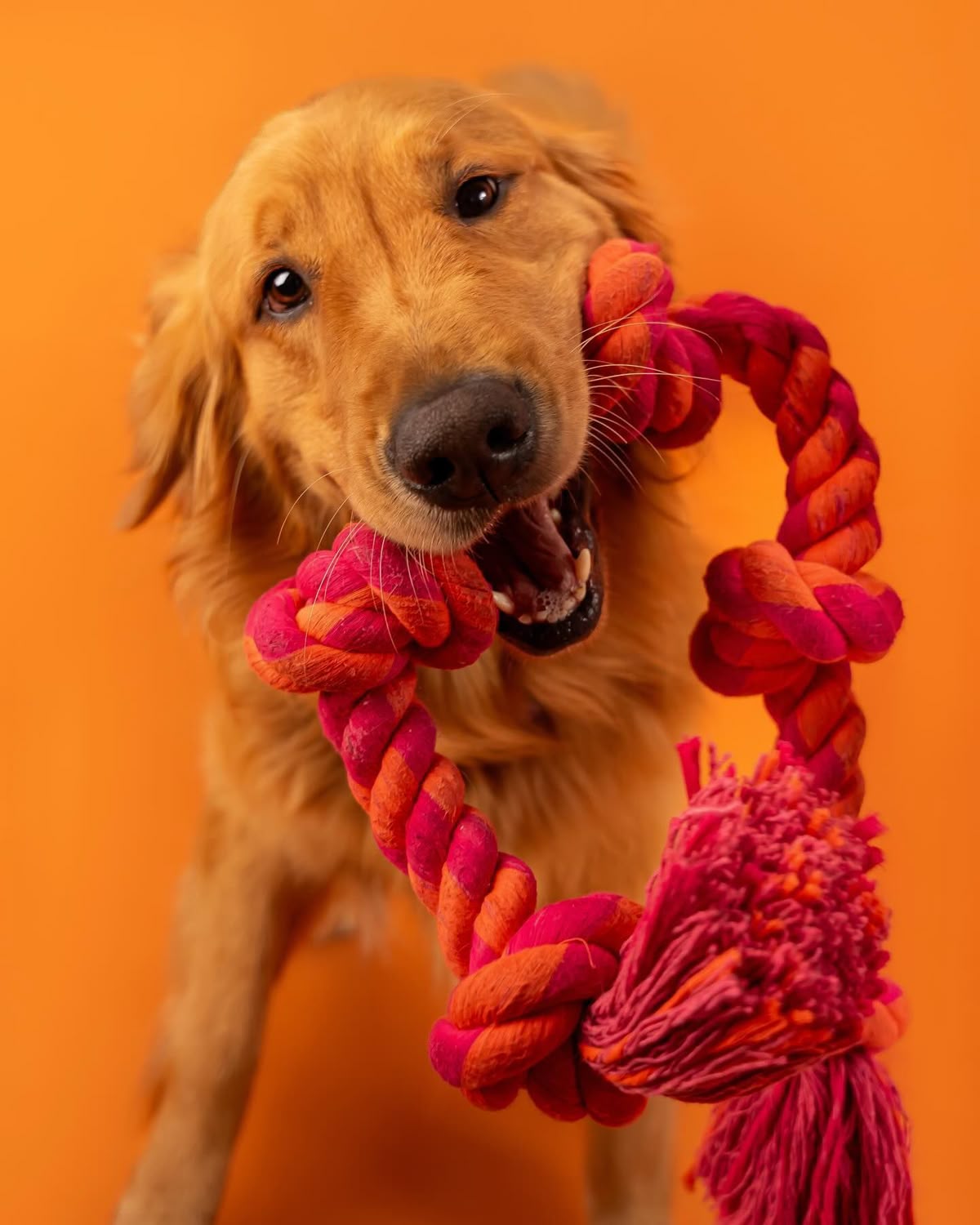 Pet Accessories