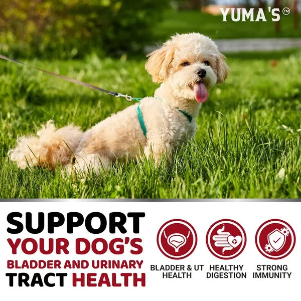 Dog Cranberry Supplement for Urinary Tract Health - 170 Chicken Flavor Chews with D-Mannose