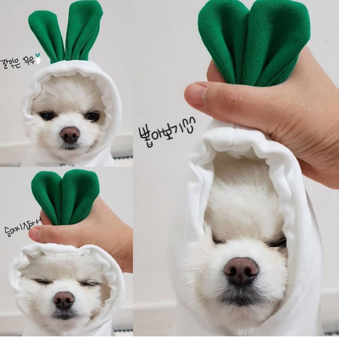 Cozy Fruit Hoodie for Small Dogs | Warm Fleece Winter Coat for Chihuahuas, French Bulldogs & Puppies