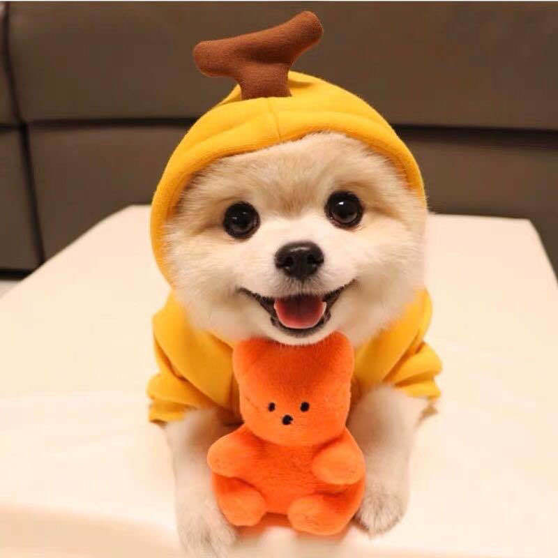 Cozy Fruit Hoodie for Small Dogs | Warm Fleece Winter Coat for Chihuahuas, French Bulldogs & Puppies