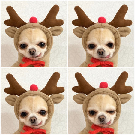 Cozy Fruit Hoodie for Small Dogs | Warm Fleece Winter Coat for Chihuahuas, French Bulldogs & Puppies
