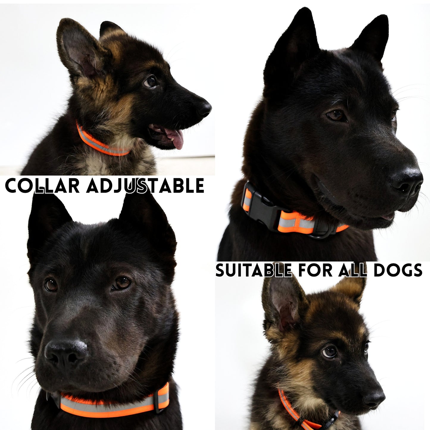 Reflective Dog Leash & Harness Set – High-Visibility Night Walk Safety