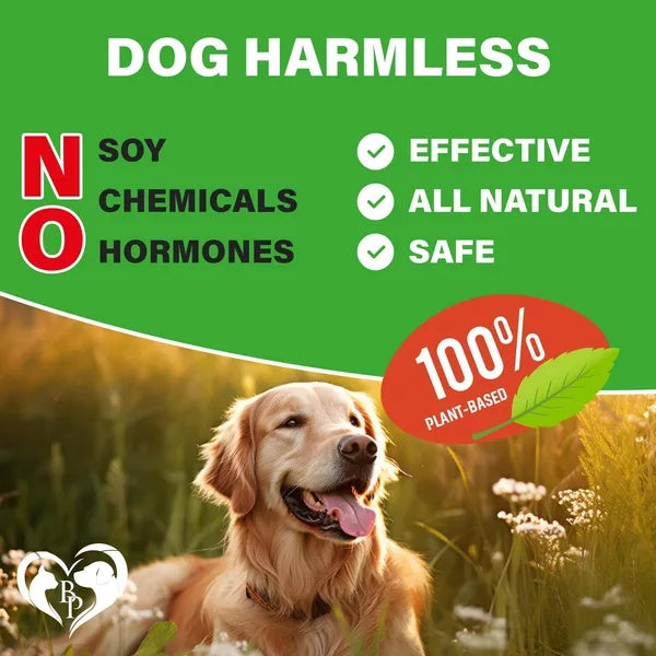 Hip & Joint Supplement for Dogs – Glucosamine, Chondroitin, MSM & Turmeric Soft Chews for Arthritis & Joint Pain Relief