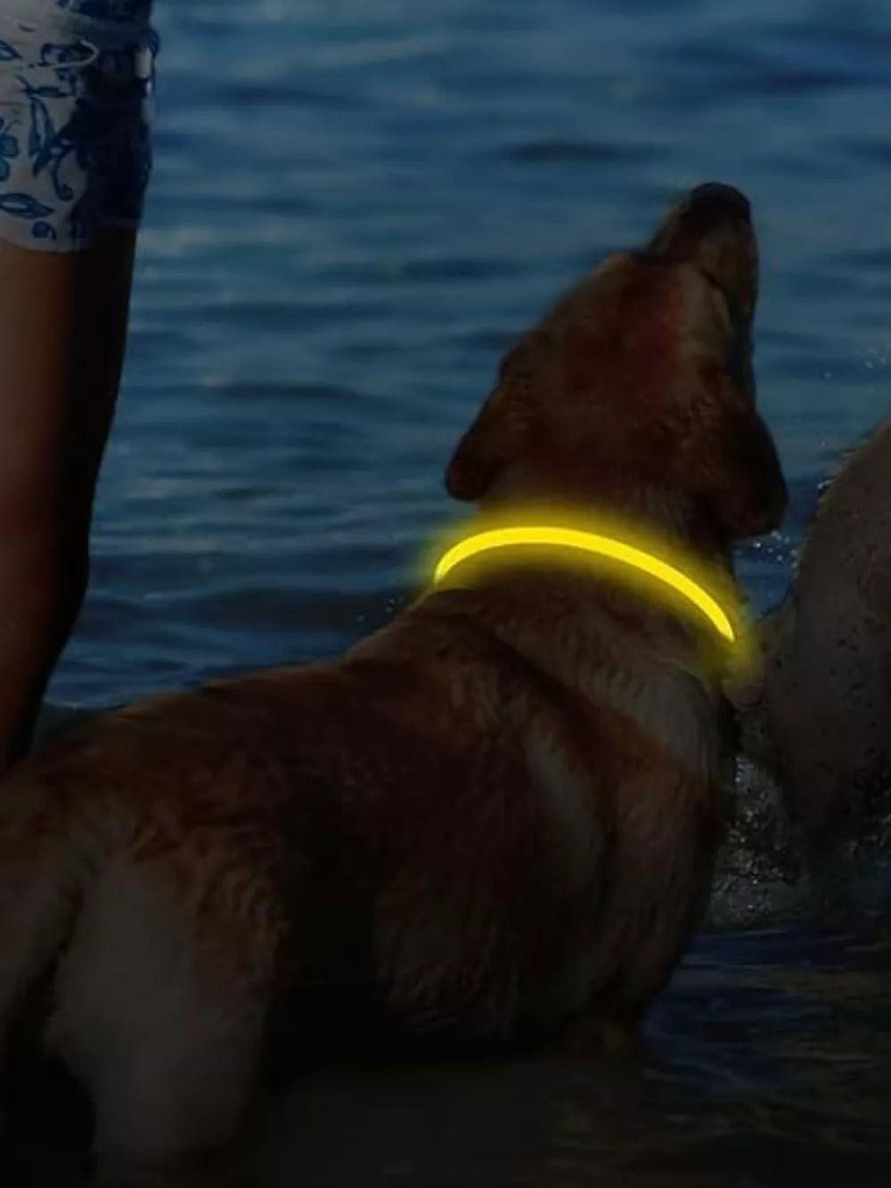 LED Pet Collar – USB Rechargeable, Cuttable & Full 360° Glow | Night Safety for Dogs & Cats