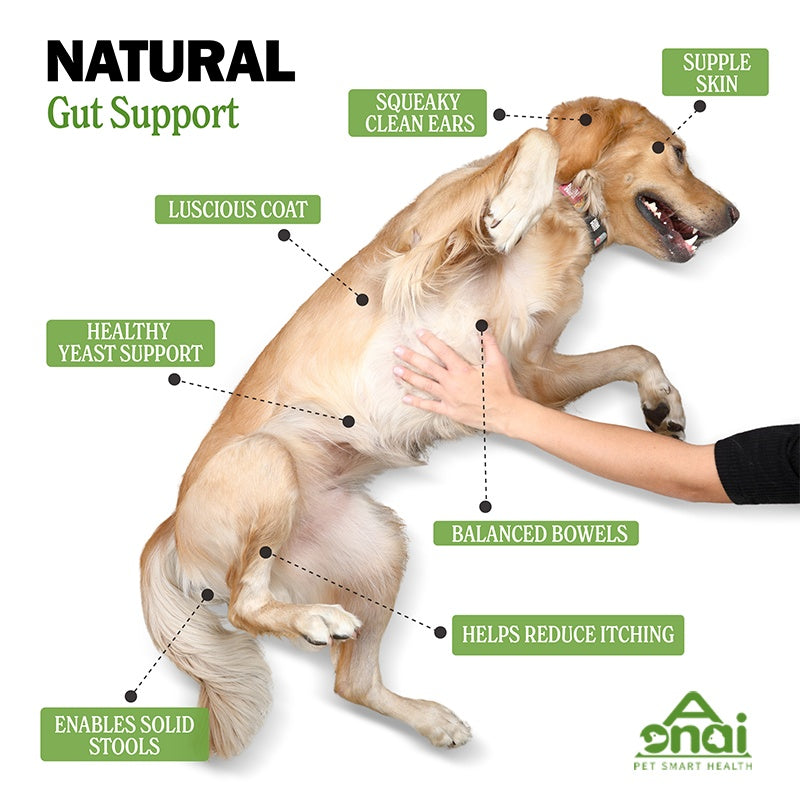 Premium Probiotics Soft Chews for Dogs - Digestive & Immune Support (300g)