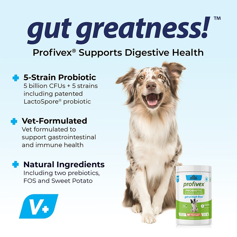 Probiotics Chews for Dogs | Digestive Health & Gut Support Supplement