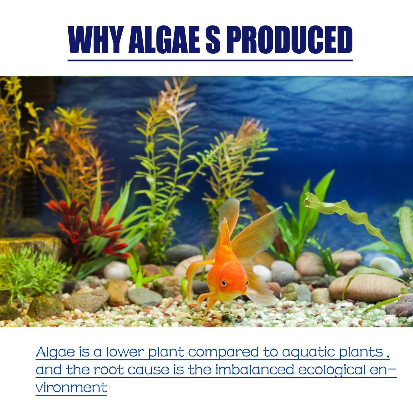 Aquarium Algae Remover - Fast-Acting Algaecide for Crystal Clear Fish Tanks